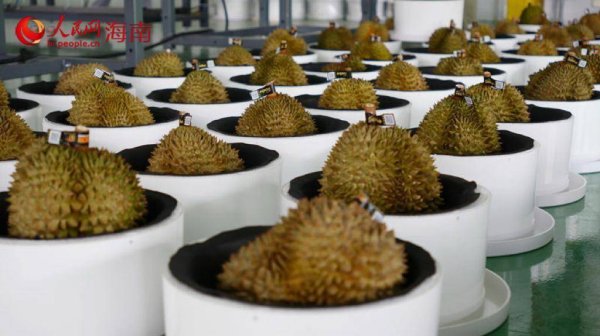 正规股票配资官网 全国首座国产榴莲智能化加工厂在三亚投产